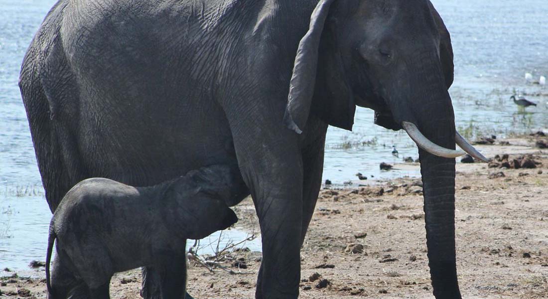 india elephants